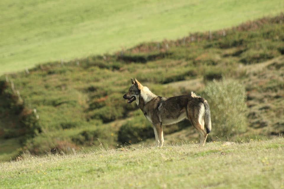 Perro Lobo Español